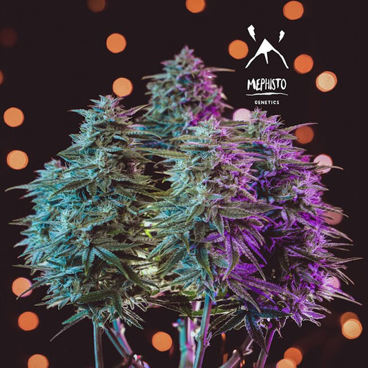 Mephisto Genetics Sour Stomper Auto Feminised Seeds seed packaging