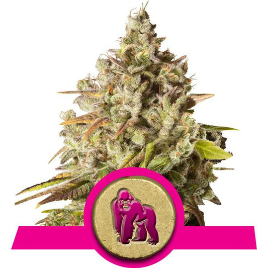 Royal Queen Seeds Royal Gorilla Feminised Seeds seed packaging