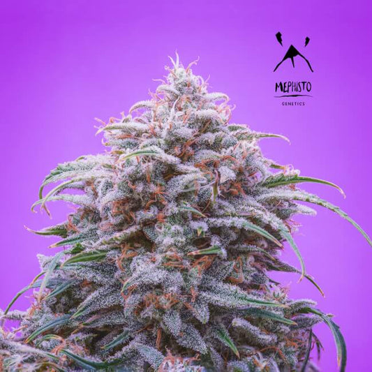 Mephisto Genetics Double Grape Auto Feminised Seeds seed packaging