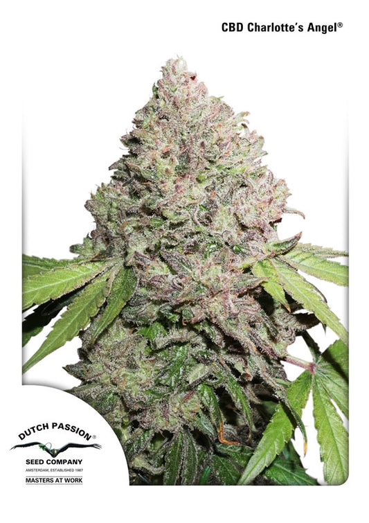 Dutch Passion Charlotte's Angel CBD Feminised Seeds seed packaging