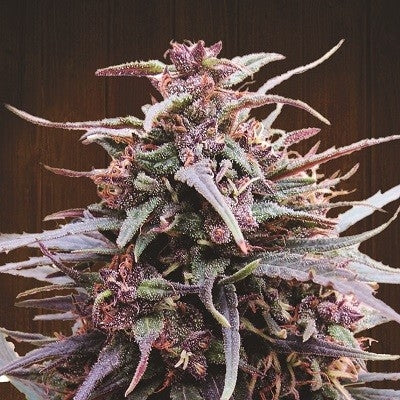 Ace Seeds Purple Haze x Malawi Regular Seeds seed packaging