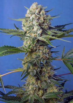 Sweet Seeds Crystal Candy F1 Fast Version Feminised Seeds seed packaging