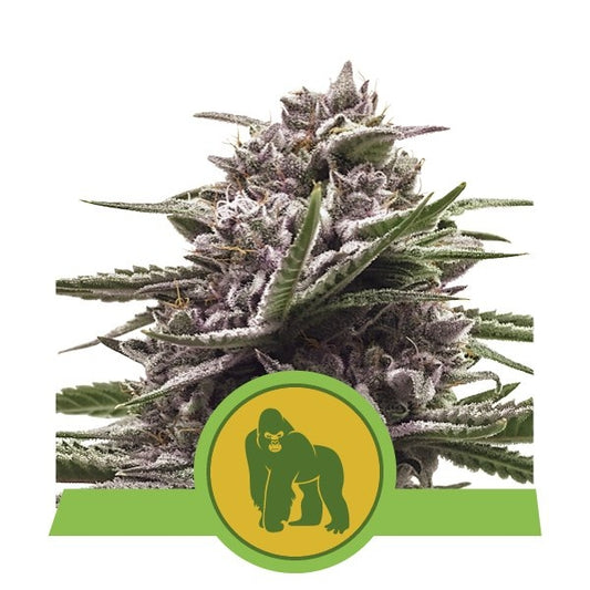 Royal Queen Seeds Royal Gorilla Auto Feminised Seeds seed packaging