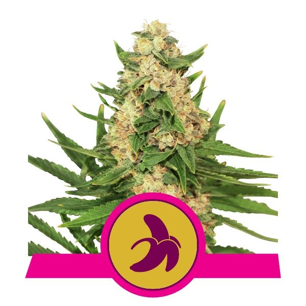 Royal Queen Seeds Fat Banana Feminised Seeds seed packaging