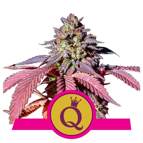 Royal Queen Seeds Purple Queen Feminised Seeds seed packaging