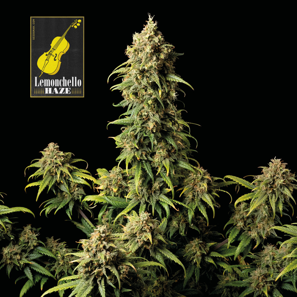 Seedsman Lemonchello Haze Feminised Seeds seed packaging