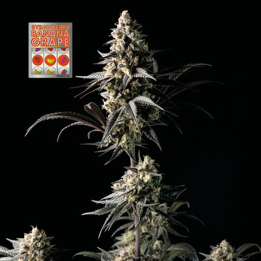 Seedsman Strawberry Banana Grape Feminised Seeds seed packaging