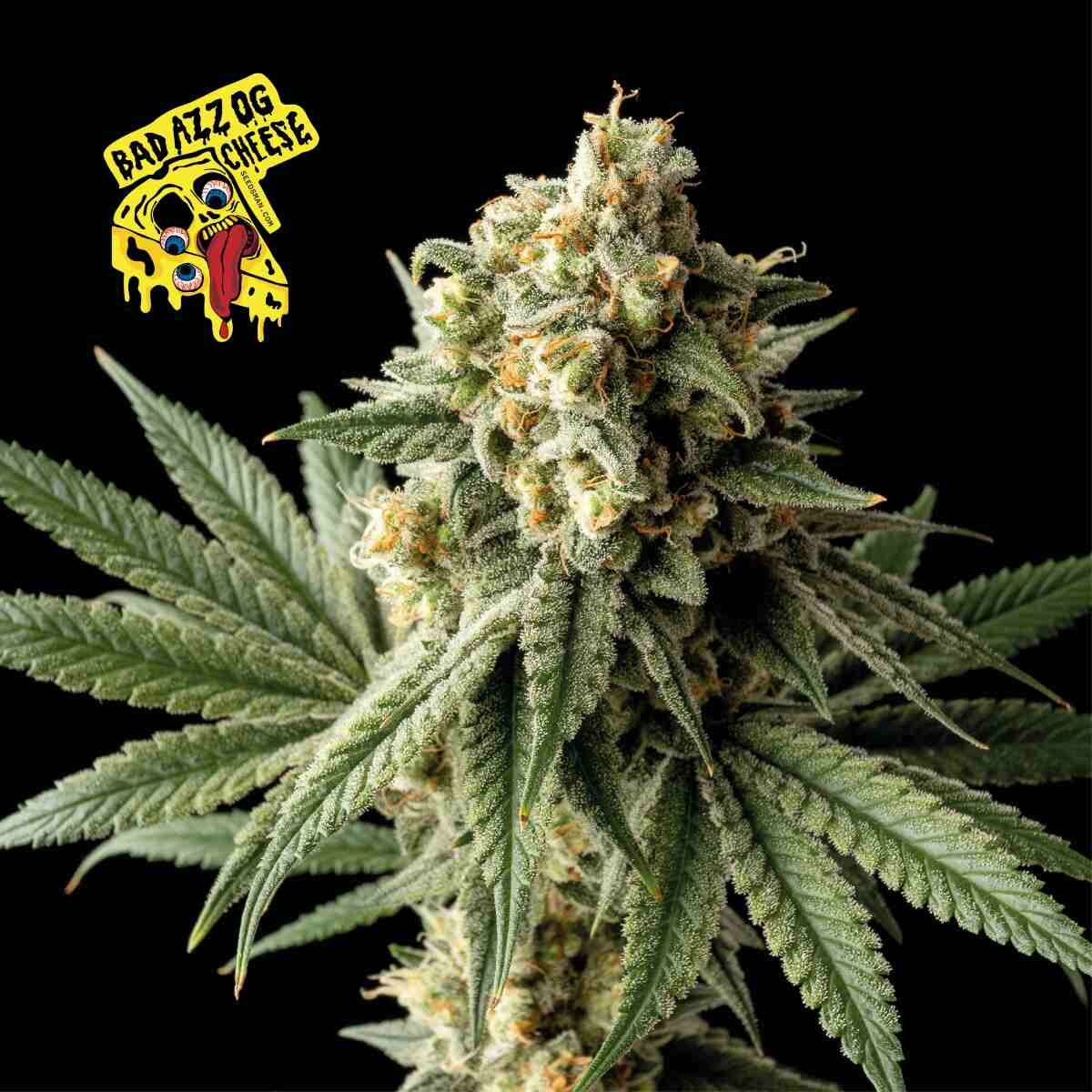 Seedsman Badazz OG Cheese Feminised Seeds seed packaging