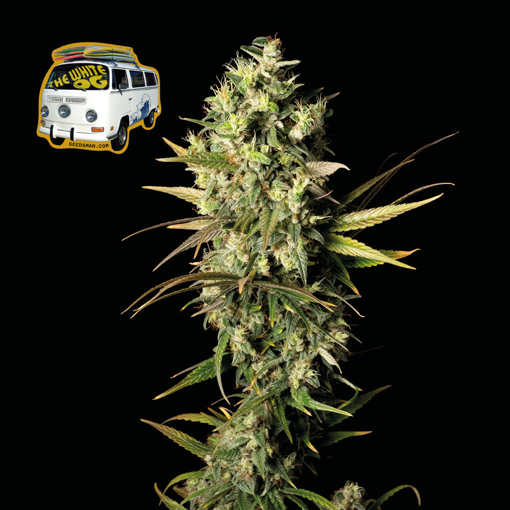 Seedsman The White OG Feminised Seeds seed packaging