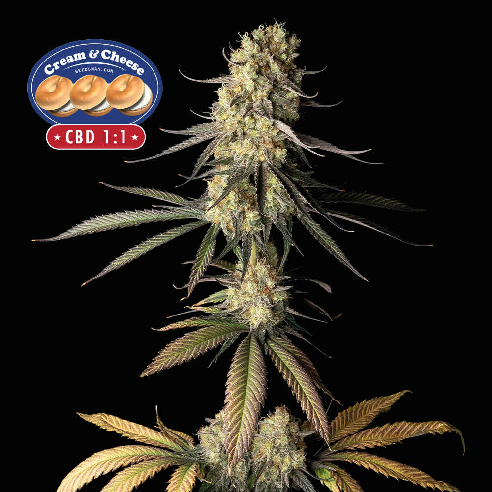 Seedsman Cream & Cheese CBD 1:1 Feminised Seeds seed packaging