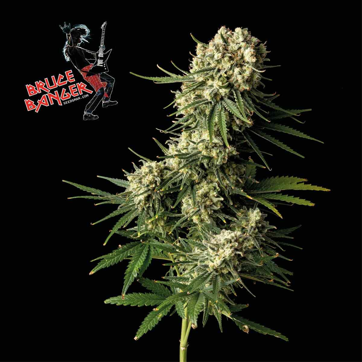 Seedsman Bruce Banger Feminised Seeds seed packaging