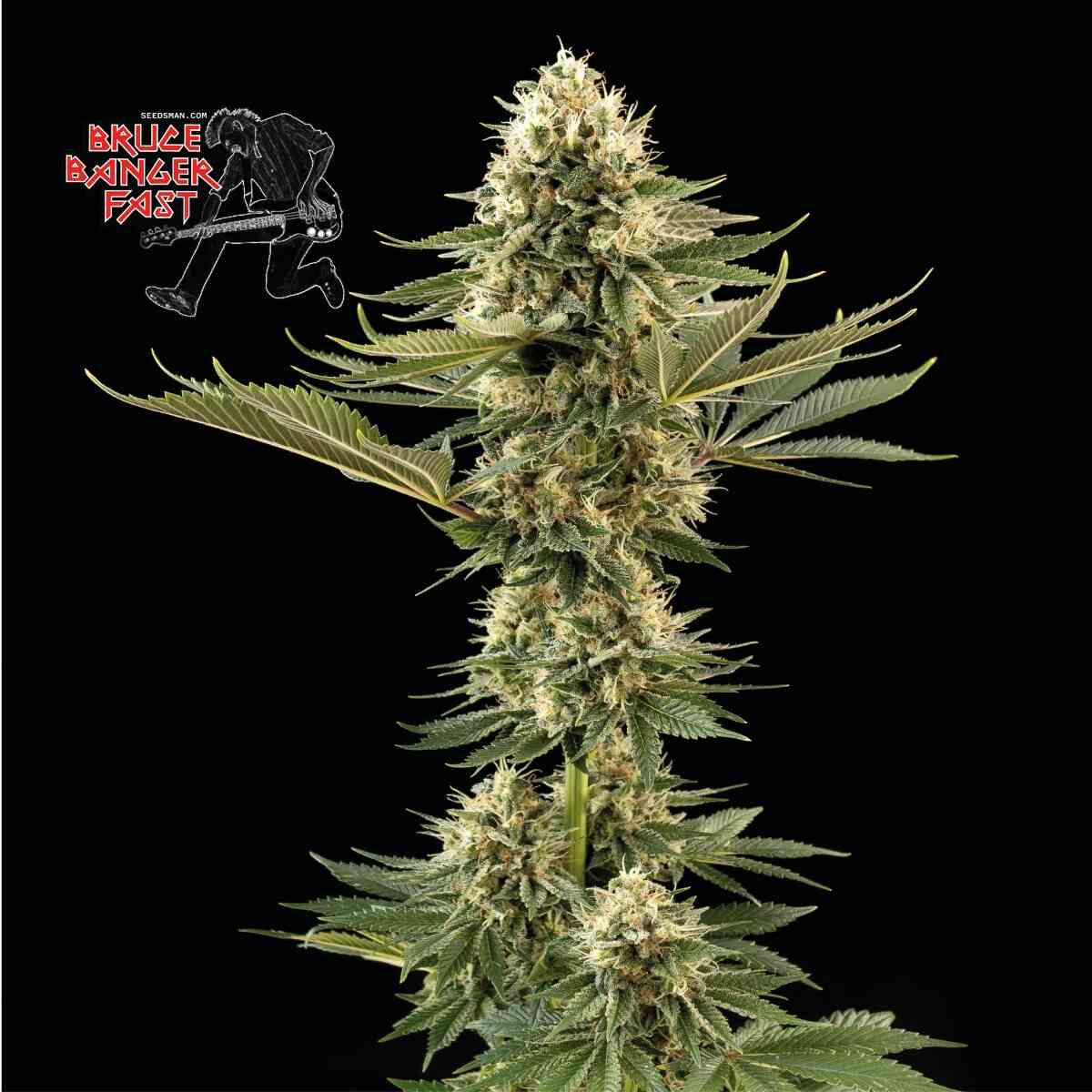 Seedsman Bruce Banger Fast Feminised Seeds seed packaging