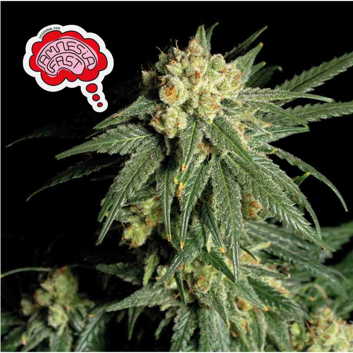 Seedsman Amnesia Fast Feminised Seeds seed packaging