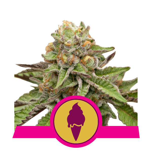 Royal Queen Seeds Green Gelato Feminised Seeds seed packaging