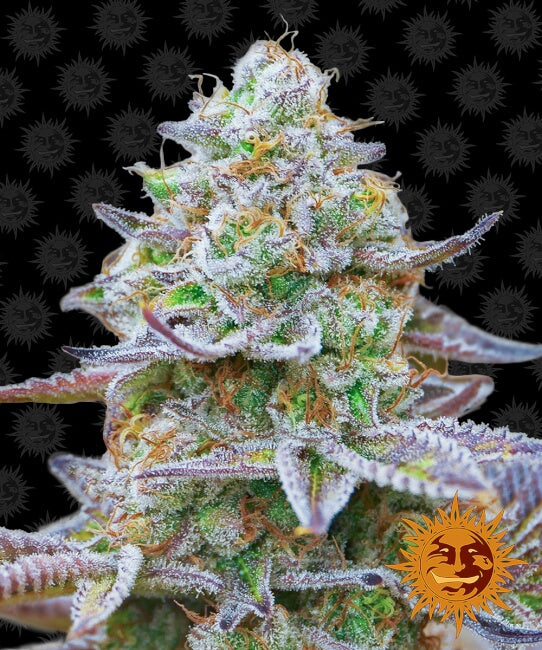 Barney's Farm Gorilla Zkittlez Feminised Seeds seed packaging