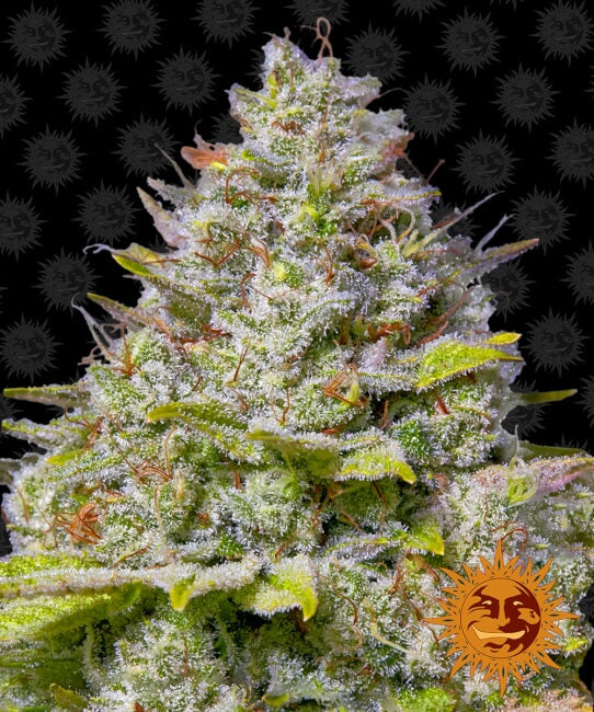 Barney's Farm Blue Gelato 41 Feminised Seeds seed packaging