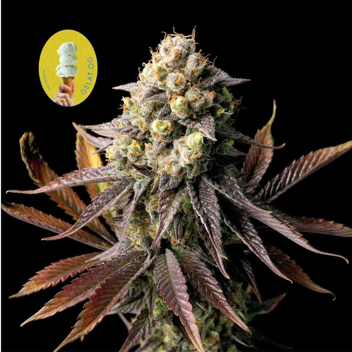 Seedsman Gelat.OG Feminised Seeds seed packaging