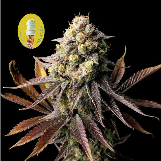 Seedsman Gelat.OG Feminised Seeds seed packaging