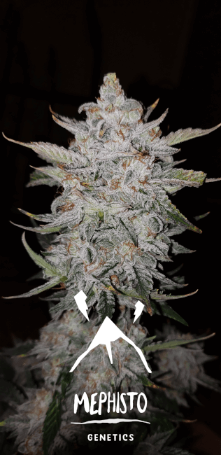 Mephisto Genetics Forum Stomper Auto Feminised Seeds seed packaging
