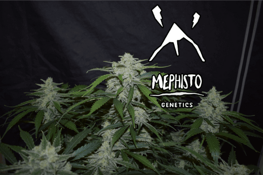 Mephisto Genetics Fugue State Auto Feminised Seeds seed packaging
