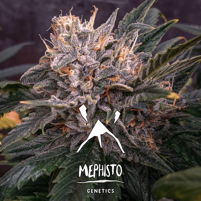 Mephisto Genetics Forgotten Cookies Auto Feminised Seeds seed packaging