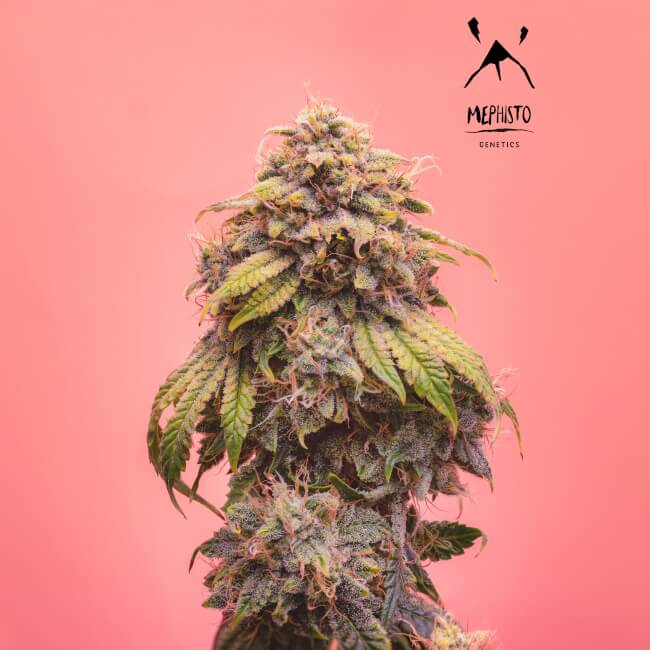 Mephisto Genetics Creme de la Chem Auto Feminised Seeds seed packaging
