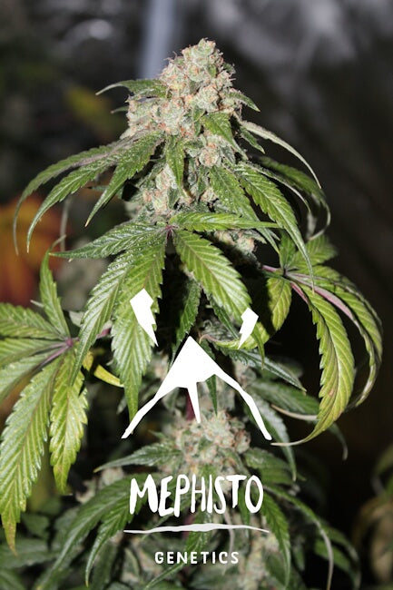Mephisto Genetics Samsquanch OG Auto Feminised Seeds seed packaging