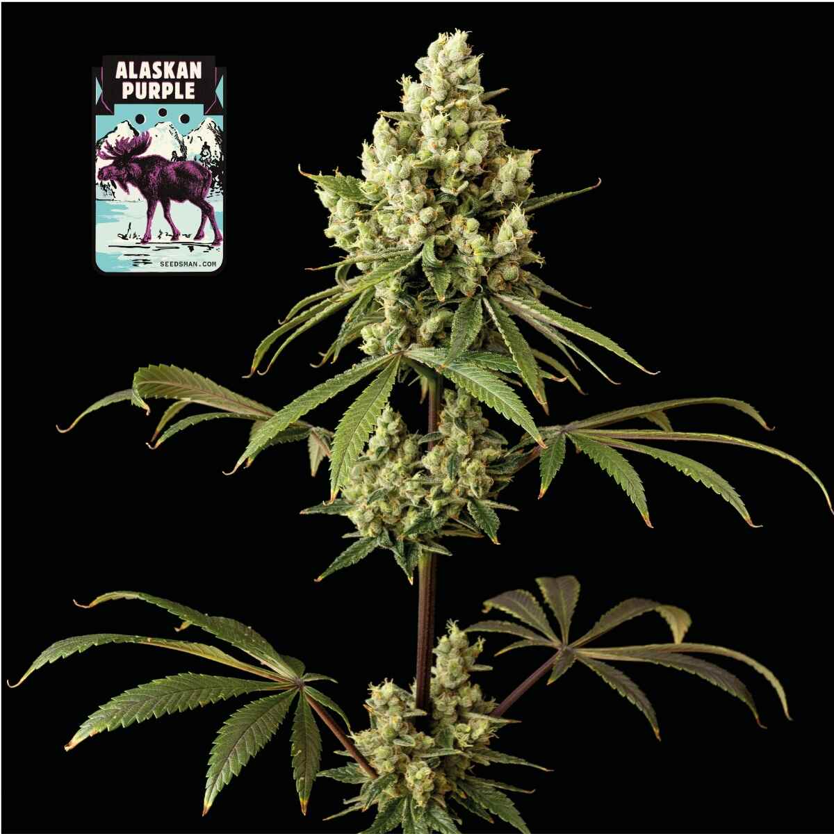 Seedsman Alaskan Purple Feminised Seeds seed packaging