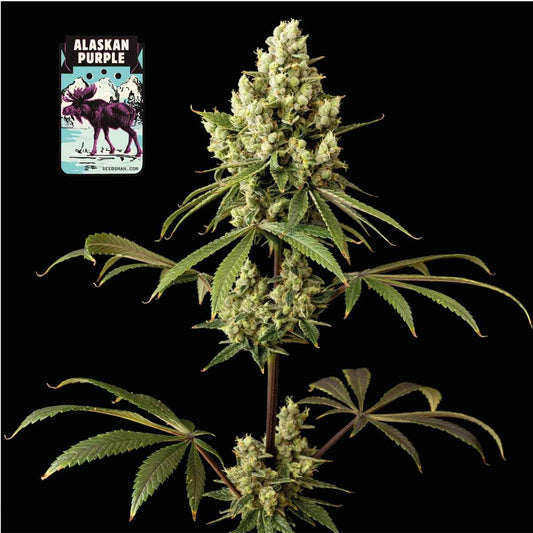 Seedsman Alaskan Purple Feminised Seeds seed packaging