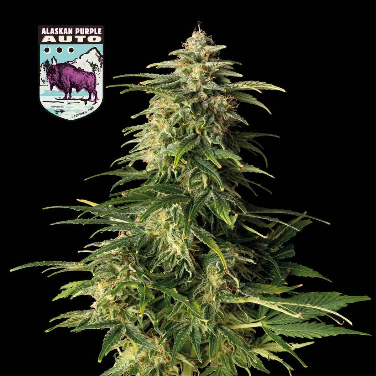 Seedsman Alaskan Purple Auto Feminised Seeds seed packaging