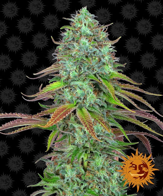 Barney's Farm LSD Auto Feminised Seeds seed packaging