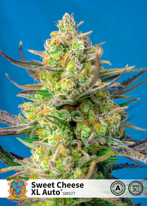 Sweet Seeds Sweet Cheese XL Auto Feminised Seeds seed packaging