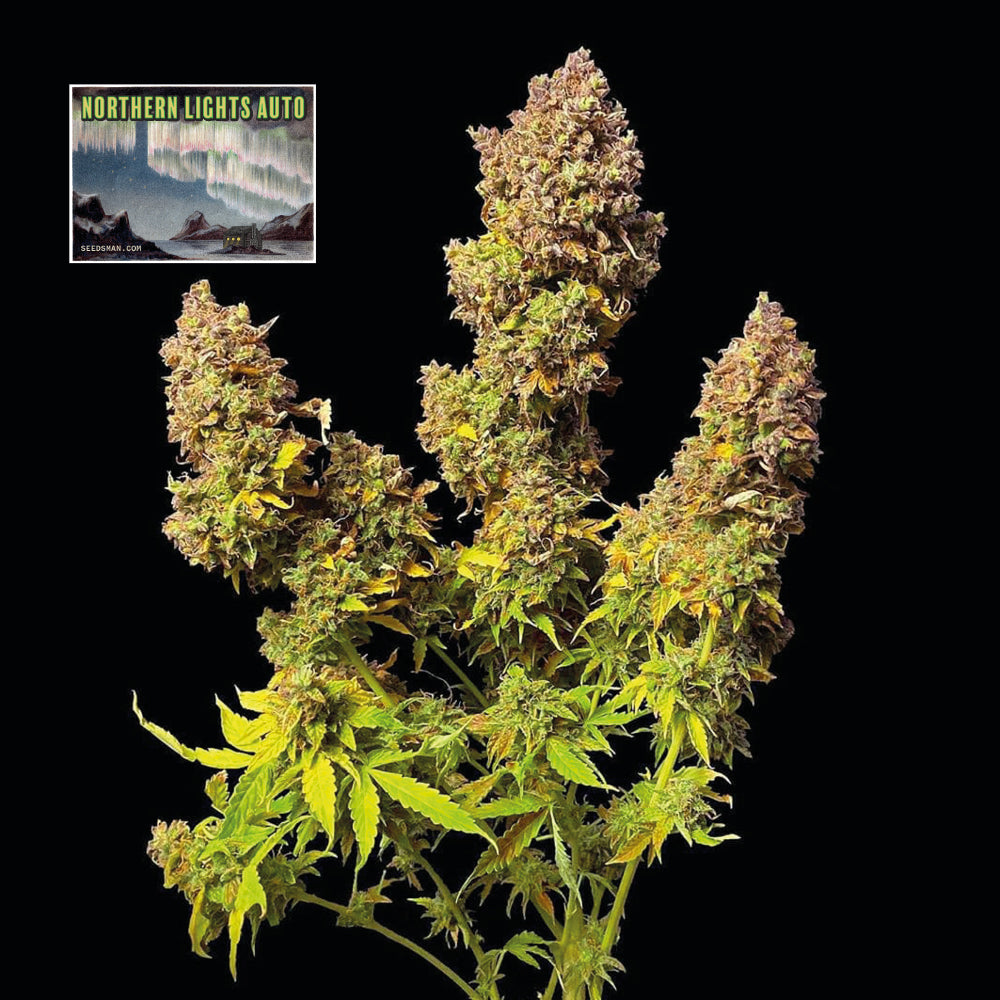 Seedsman Northern Lights Auto Feminised Seeds seed packaging