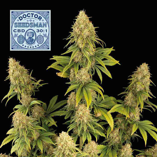 Seedsman Doctor Seedsman CBD 30:1 Feminised Seeds seed packaging