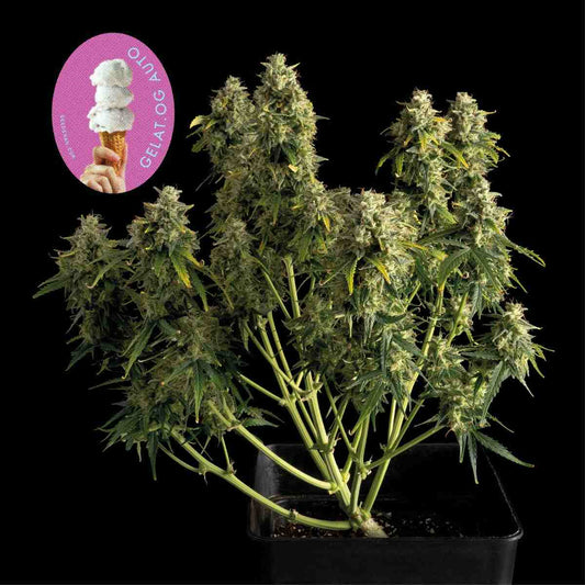 Seedsman Gelat.OG Auto Feminised Seeds seed packaging