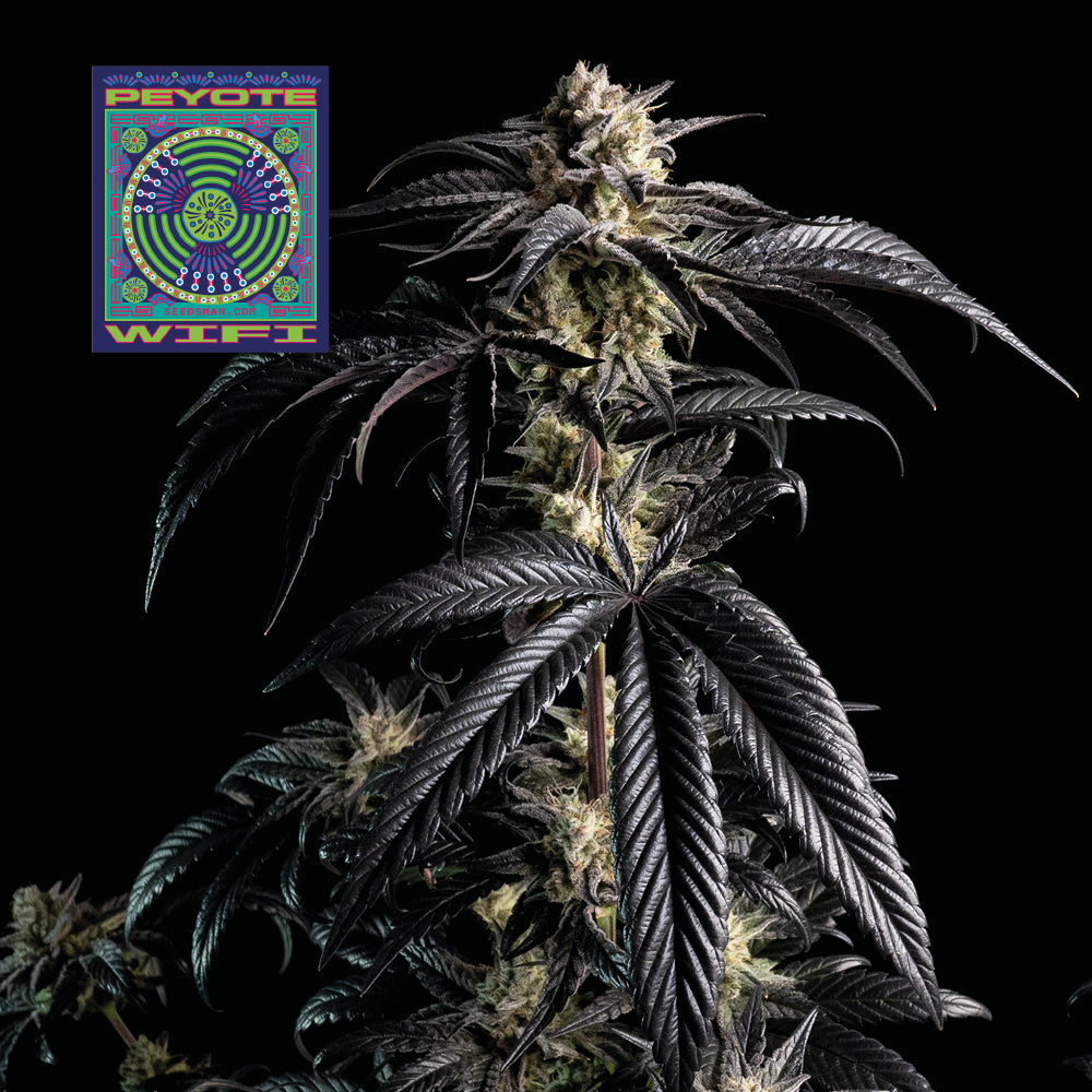 Seedsman Peyote Wi-Fi Feminised Seeds seed packaging