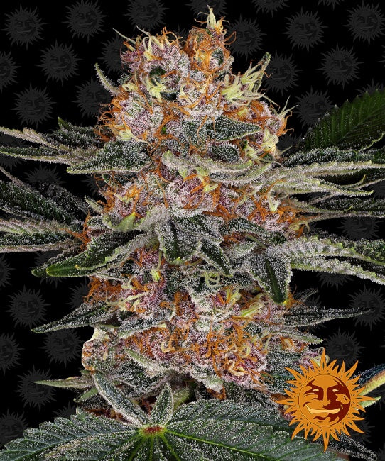 Barney's Farm Purple Punch Auto Feminised Seeds seed packaging