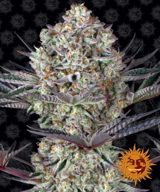 Barney's Farm Dos Si Dos 33 Feminised Seeds seed packaging