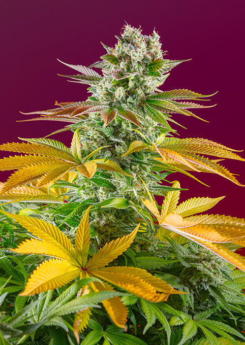 Sweet Seeds Gorilla Girl F1 FAST Feminised Seeds seed packaging