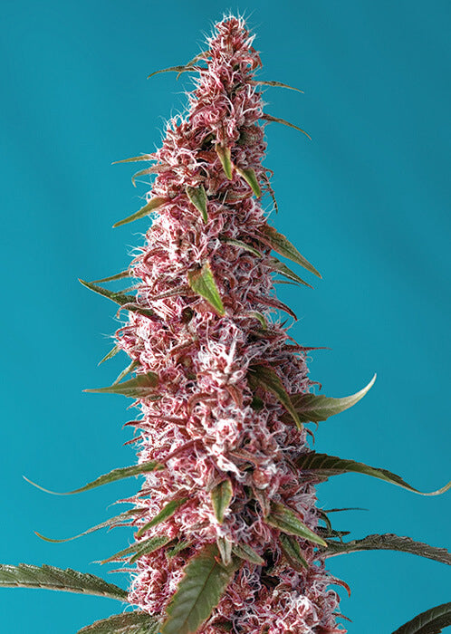 Sweet Seeds Red Pure CBD Auto Feminised Seeds seed packaging