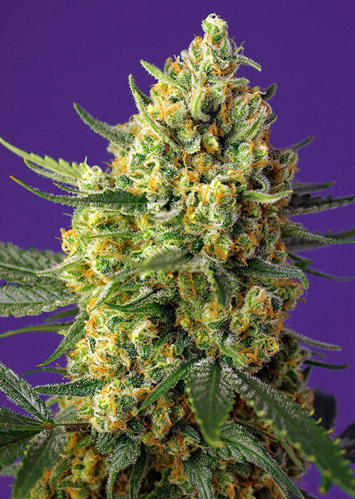 Sweet Seeds Crystal Candy XL Auto Feminised Seeds seed packaging