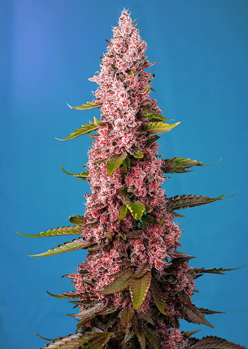 Sweet Seeds Red Hot Cookies Feminised Seeds seed packaging