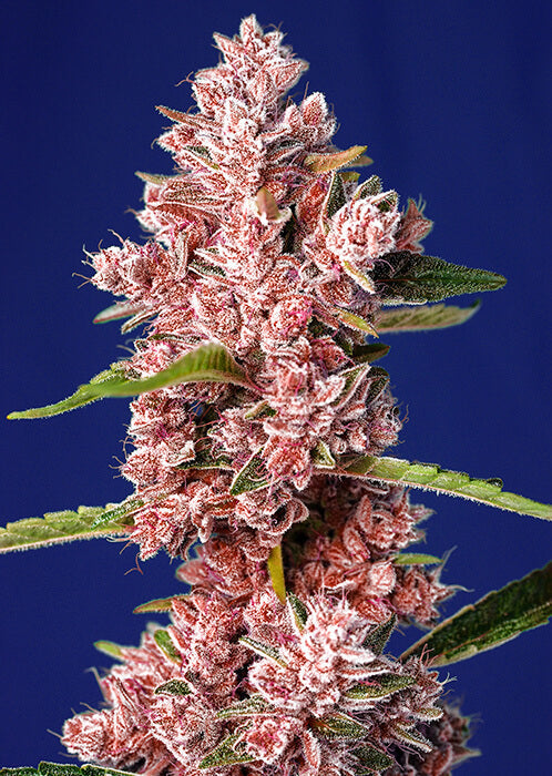Sweet Seeds Tropicanna Poison F1 FAST Feminised Seeds seed packaging