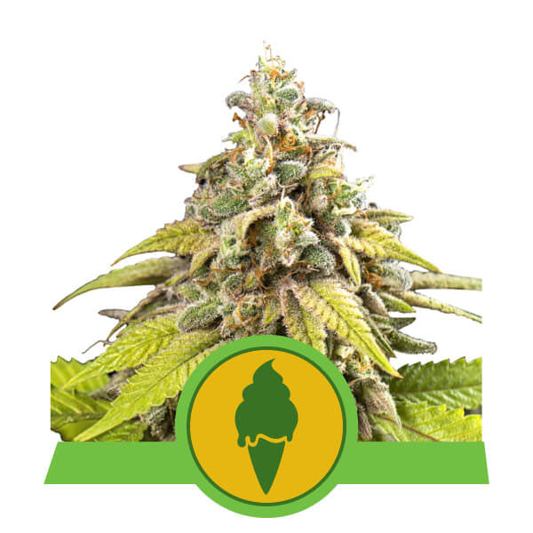 Royal Queen Seeds Green Gelato Auto Feminised Seeds seed packaging