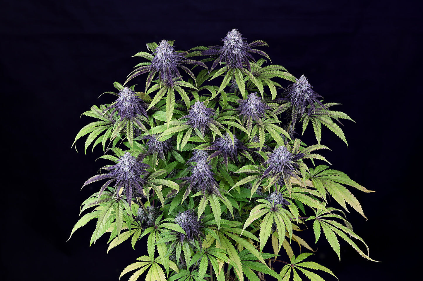 Seedsman Peyote Wi-Fi CBD 2:1 Feminised Seeds seed packaging
