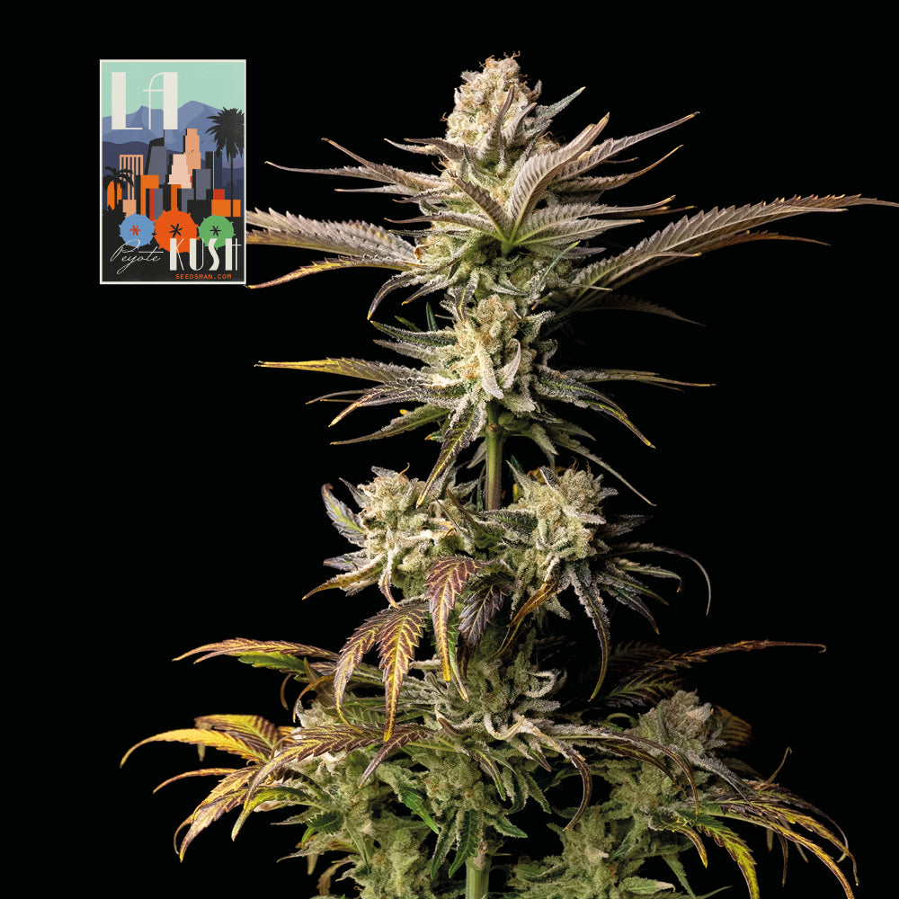 Seedsman L.A. Peyote Kush Feminised Seeds seed packaging