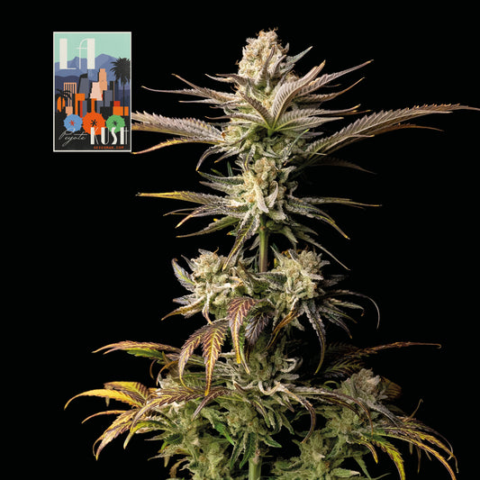 Seedsman L.A. Peyote Kush Feminised Seeds seed packaging