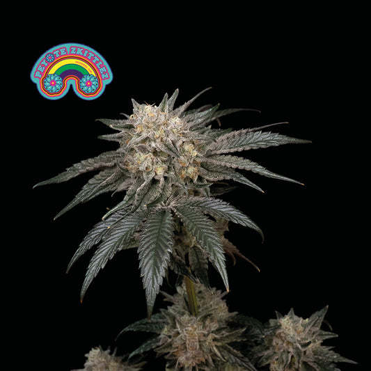 Seedsman Peyote Zkittlez Feminised Seeds seed packaging
