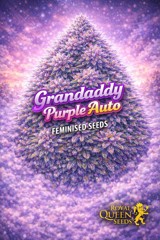 granddaddy purple auto feminised seeds image — hyper-realistic frosty cannabis plant with dense purple, lilac, and blue-tinted buds, glowing mystical purple haze background, soft sparkling atmosphere, bold purple-and-gold strain name text, royal queen seeds logo, uk-compliant promotional artwork for laughing leaf seeds