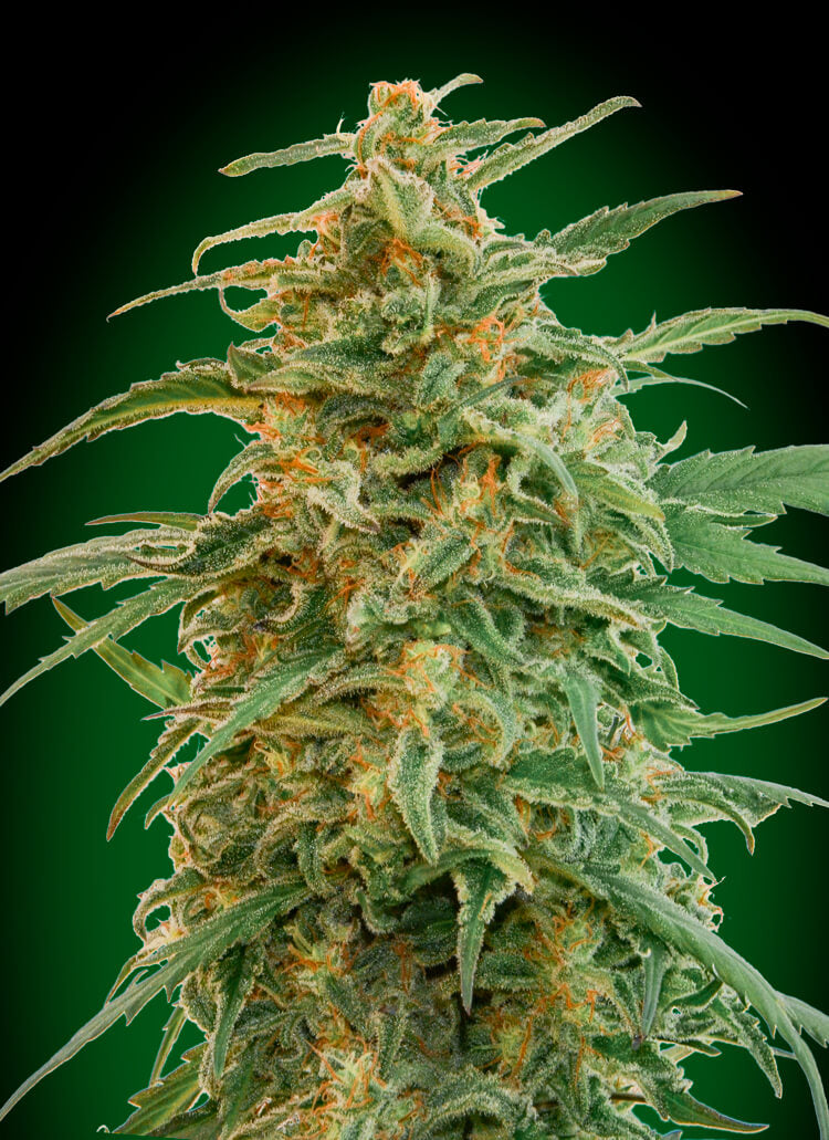 00 Seeds Gorilla Auto Feminised Seeds seed packaging